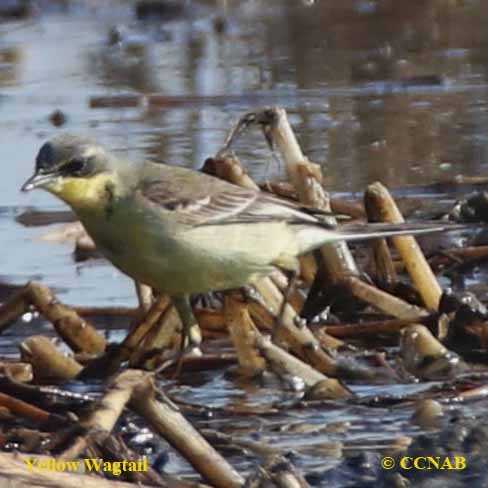 Birds of North America