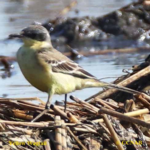 Birds of North America