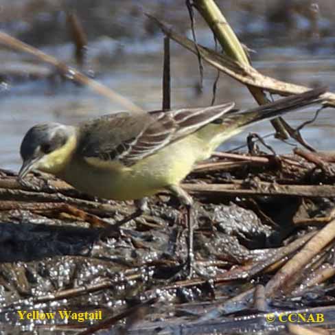 Birds of North America