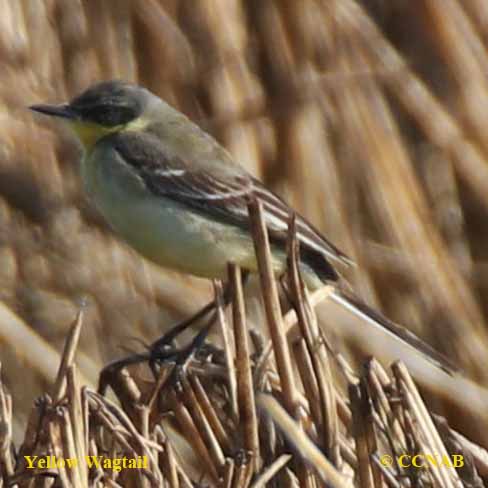 Birds of North America