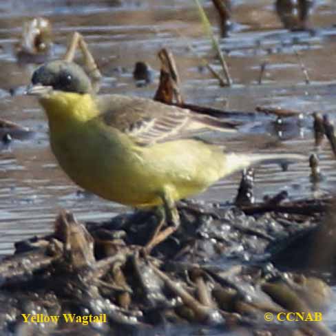 Birds of North America