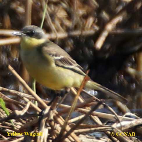 Birds of North America