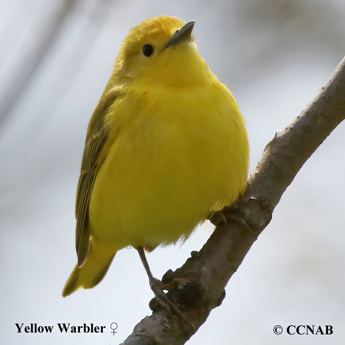 Birds of North America