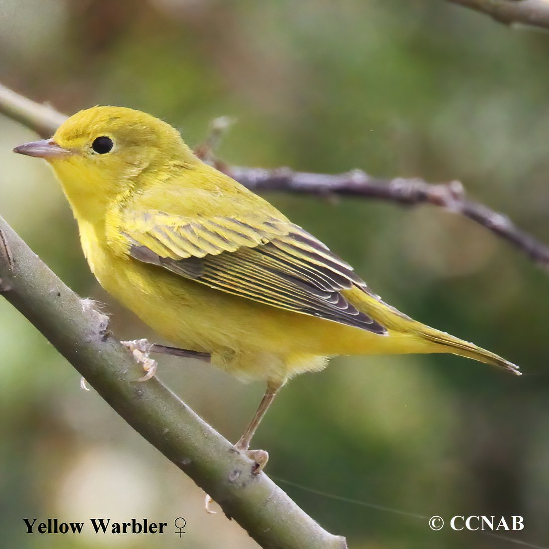 Birds of North America