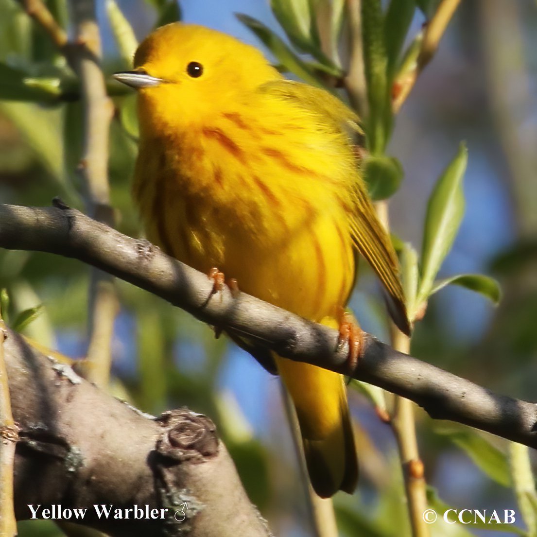 Birds of North America