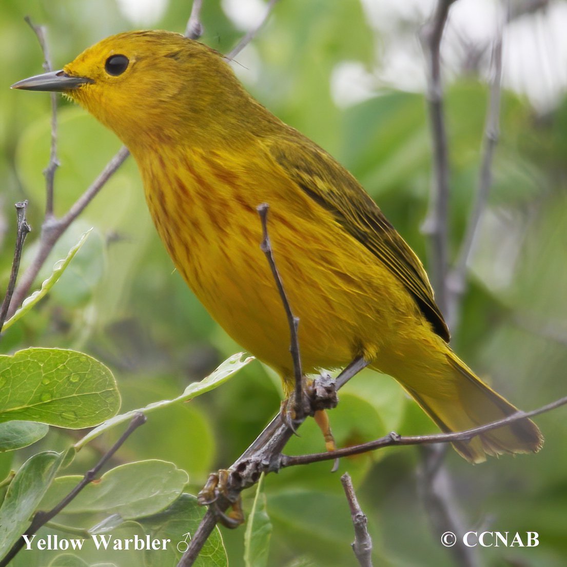 Birds of North America