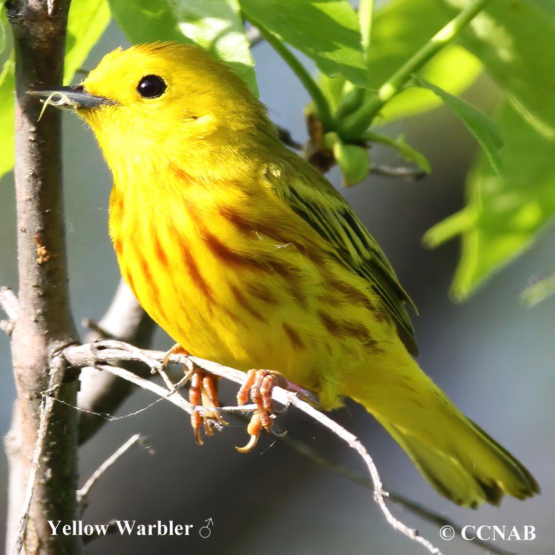 Birds of North America