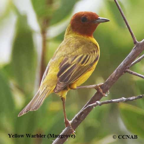 North American Warblers