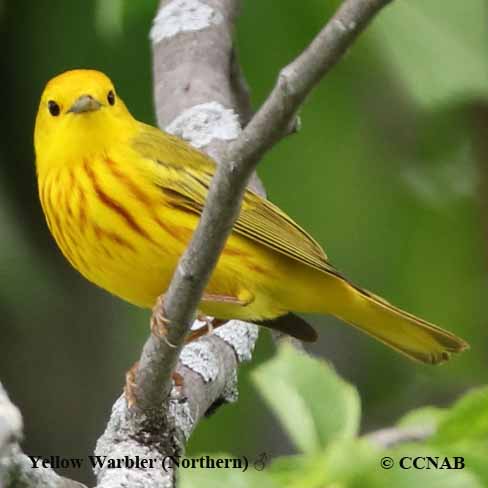 Yellow Warbler