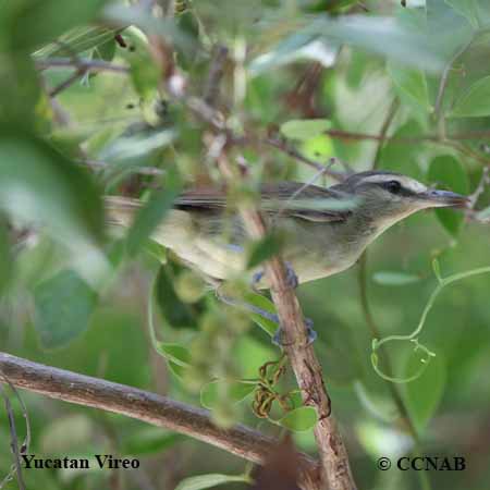 Birds of North America