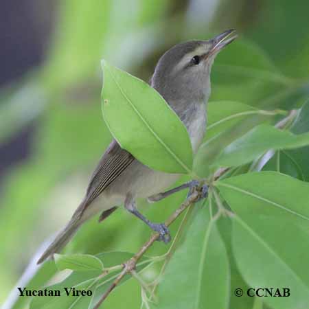 Birds of North America